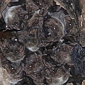 Bare-rumped Sheathtail Bats (Saccolaimus saccolaimus)<br />Canon EOS 7D + EF70-200 F4.0L + EF1.4xII + SPEEDLITE 580EXII